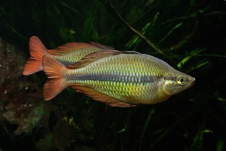 Gavnek Herberaxelrodv (Melanotaenia herbertaxelrodi)