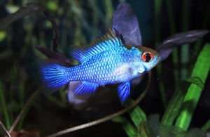 Cichlidka Ramirzova var. Electric Blue (Mikrogeophagus Ramirezi)