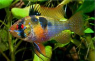 Cichlidka Ramirzova (Mikrogeophagus Ramirezi)