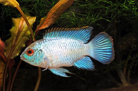 Akara zelen - Blue Neon (Nannacara sp. Neon Blue)