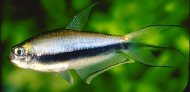 Tetra csask blue neon (Nematobrycon palmeri)