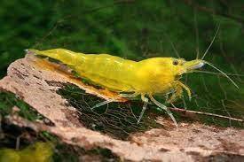 Krevetka Yellow (Neocaridina davidi)