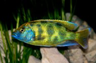 Tlamovec spc (Nimbochromis venustus)