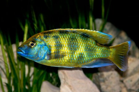 Tlamovec Spc (Nimbochromis Venustus)