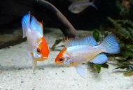 Cichlidka Ramirzova var. Electric Blue - Orange head (Mikrogeophagus Ramirezi)