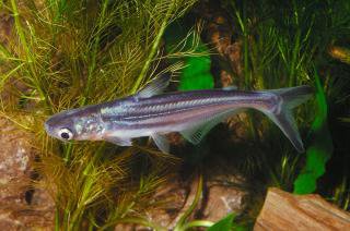 Pangas dolnook (Pangasianodon hypophthalmus)