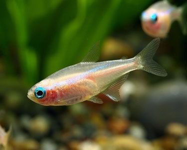 Tetra neonov-zlat (Paracheirodon innesi sp. Gold)