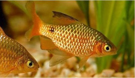Parmika ndhern gold (Pethia conchonius)