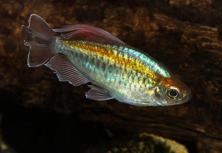 Tetra konsk (Phenacogrammus interruptus)