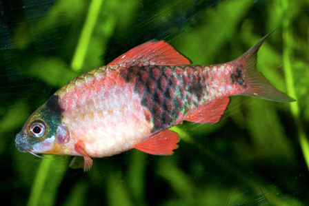 Parmika pnopruh (Puntius fasciatus)