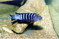 Tlamovec thl (Pseudotropheus Elongatus)