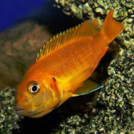 Tlamovec Saulosv (Pseudotropheus Saulosi Coral red)