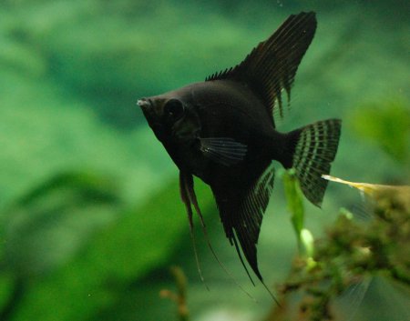 Skalra amazonsk ern  (Pterophyllum scalare)