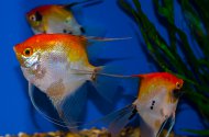 Skalra amazonsk Red Devil "M"