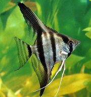 Skalra amazonsk XXL (Pterophyllum scalare)