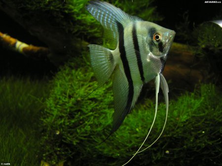 Skalra amazonsk Blue Philipy
