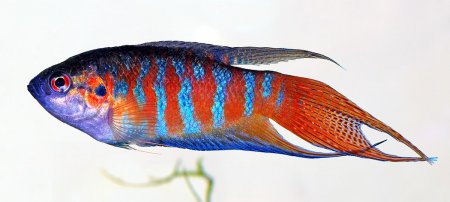 Rjovec dlouhoploutv (Macropodus opercularis)