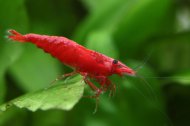 Krevetka Red Sakura (Neocaridina davidi)