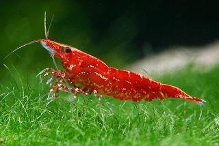 Krevetka red fire (Neocaridina davidi)