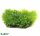 Riccardia Chamedryfolia Coral Moss - Epaqvitro