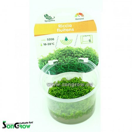 Riccia fluitans - Epaqvitro