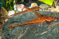 Lorikrie Rineloricaria sp. red XL (Rineloricaria sp. red)