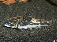 Pancnek Vousat (Scleromystax barbatus)