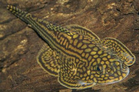Sevelie pruhovan (Sewellia lineolata)