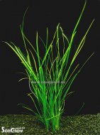 Vallisneria nana