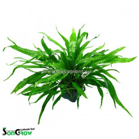 Microsorum minor XXL (maten rostlina)