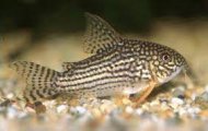 Pancnek Sterbv XL (Corydoras Sterbai)