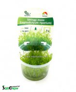 Stringy moss (Leptodictyum riparium) - Epaqvitro