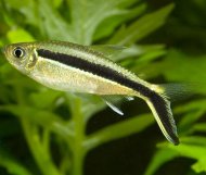 Tetra kivopruh (Thayeria boehlkei)