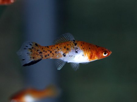 Meovka mexick tricolor (Xiphophorus hellerii "tricolor")