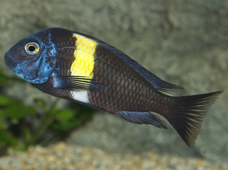 Tlamovec Duboisv (Tropheus duboisi)