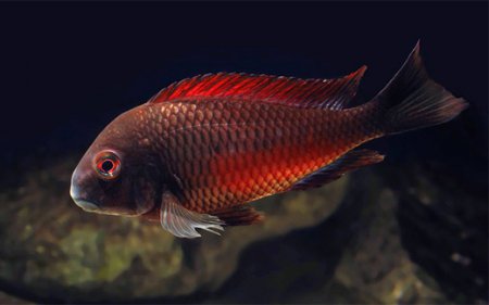 Tlamovec Moorev Moliro (Tropheus Moori Moliro)