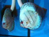 Terovec Blue tyrkys (Symphysodon discus)