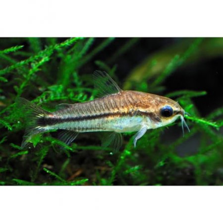 Pancenek mal (Corydoras pygmaeus)