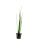 Vallisneria nana