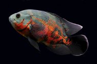 Vrubozubec pav (Astronotus ocellatus)