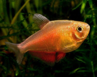 Tetra erven - orange (Hyphessobrycon flammeus)