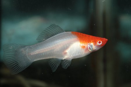 Meovka mexick KOI (Xiphophorus hellerii "KOI")