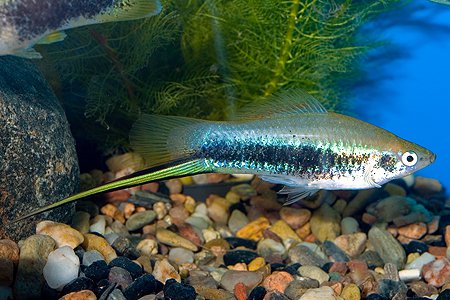 Meovka mexick Tuxedo (Xiphophorus hellerii "Tuxedo")
