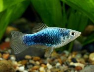 Plata skvrnit Blue Tuxedo (Xiphophorus maculatus)