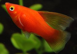 Plata skvrnit var. red Coral Hi Fin (Xiphophorus maculatus)