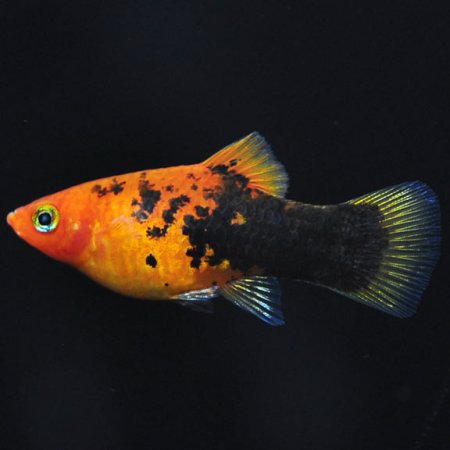Plata skvrnit (Xiphophorus maculatus)